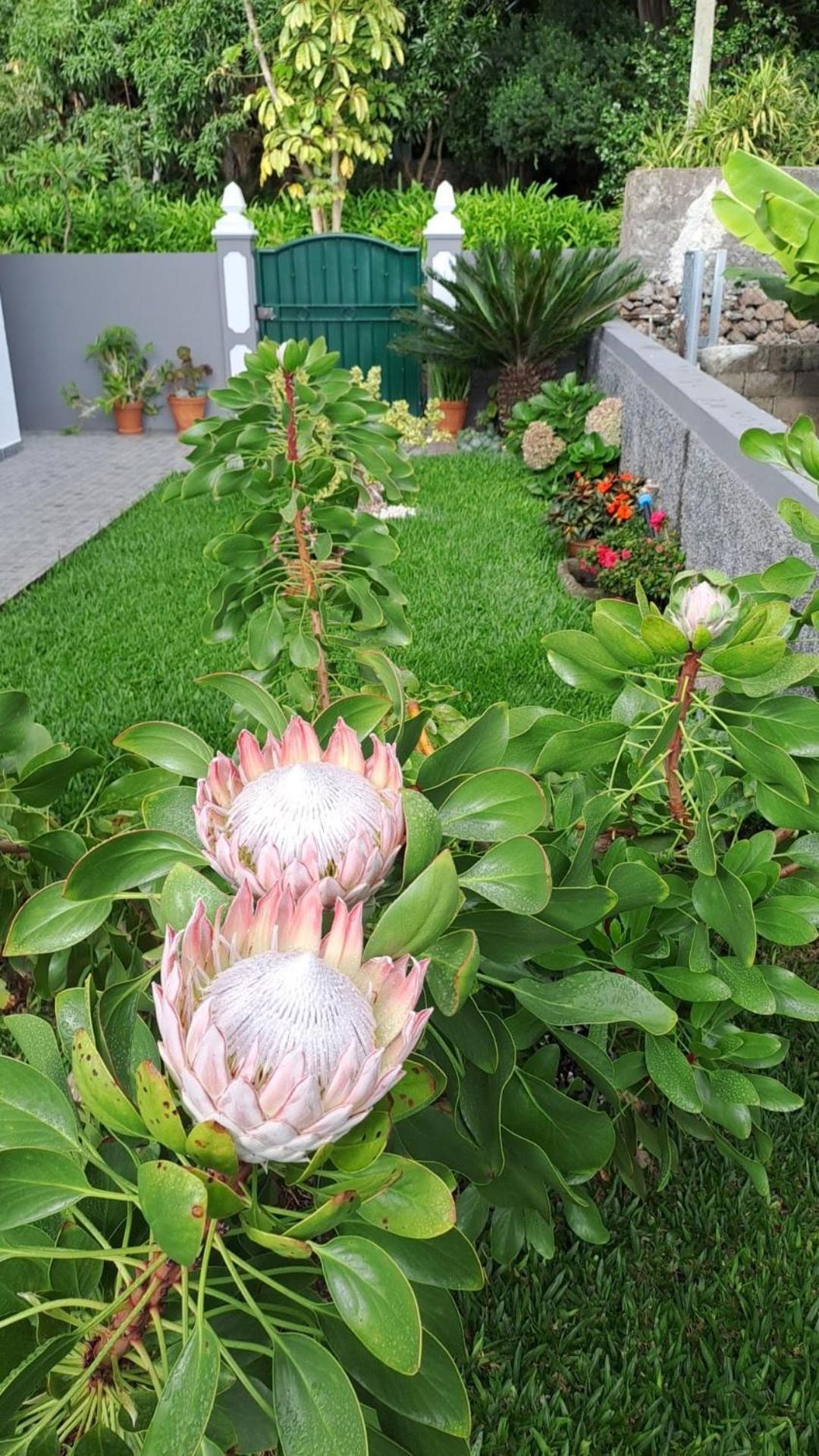 Casa Ventura Villa Arco da Calheta  Ngoại thất bức ảnh